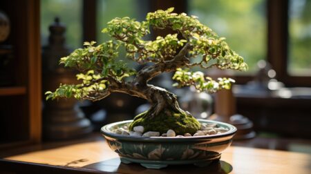 Bonsai